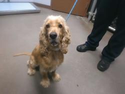 Shelter Stray Female Dog last seen 47TH AVE AND BASELINE RD, 2500 S 27th Ave, Phoenix, AZ 85009, USA