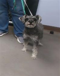 Shelter Stray Female Dog last seen 47TH AVE AND BASELINE RD, 2500 S 27th Ave, Phoenix, AZ 85009, USA