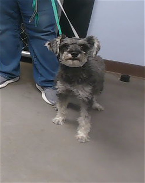 Shelter Stray Female Dog last seen 47TH AVE AND BASELINE RD, 2500 S 27th Ave, Phoenix, AZ 85009, USA