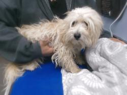 Shelter Stray Female Dog last seen 51ST AVE AND SWEETWATER AVE, 2500 S 27th Ave, Phoenix, AZ 85009, USA