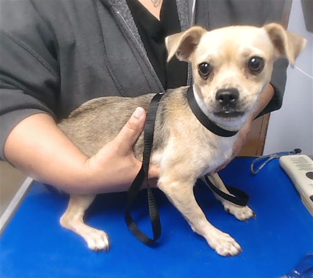 Shelter Stray Female Dog last seen MOHAVE ST AND 158TH AVE, 2500 S 27th Ave, Phoenix, AZ 85009, USA