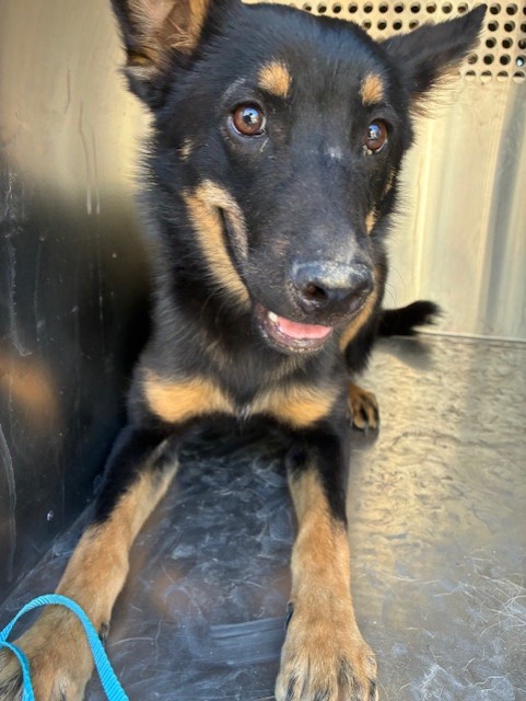 Shelter Stray Male Dog last seen YUMA RD AND RAINBOW RD, 2500 S 27th Ave, Phoenix, AZ 85009, USA