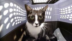 Shelter Stray Female Cat last seen DIAMOND & 23RD, 1419 Bryant St, San Francisco, CA 94103, USA