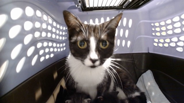 Shelter Stray Female Cat last seen DIAMOND & 23RD, 1419 Bryant St, San Francisco, CA 94103, USA