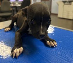 Shelter Stray Female Dog last seen MT VIEW DR AND 114 LN, 2500 S 27th Ave, Phoenix, AZ 85009, USA