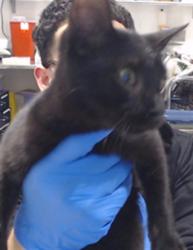 Shelter Stray Female Cat last seen SILVER / PALOU, 1419 Bryant St, San Francisco, CA 94103, USA