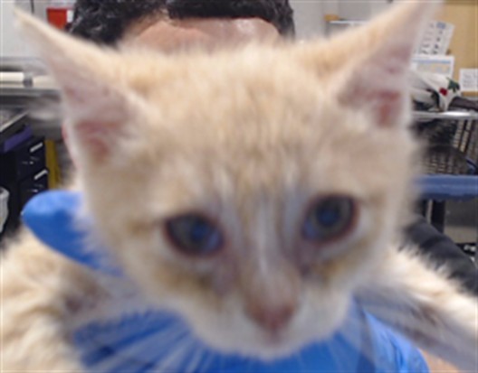 Shelter Stray Female Cat last seen SILVER / PALOU, 1419 Bryant St, San Francisco, CA 94103, USA