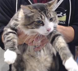 Shelter Stray Male Cat last seen SILVER / PALOU, 1419 Bryant St, San Francisco, CA 94103, USA