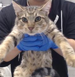 Shelter Stray Male Cat last seen FELTON, 1419 Bryant St, San Francisco, CA 94103, USA