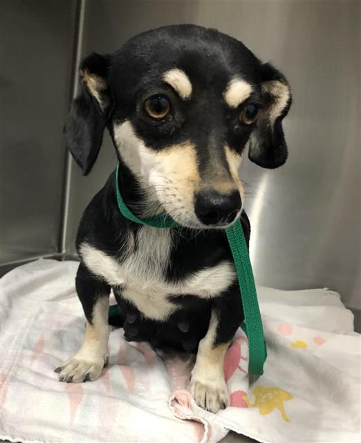 Shelter Stray Female Dog last seen Near BLOCK S LILY AVE, FRESNO CA 93706 4427, 5277 E Airways Blvd, Fresno, CA 93727, USA