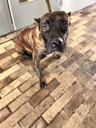 Shelter Stray Female Dog last seen Near BLOCK BIACAYNED BLVD, 3599 NW 79th Ave, Doral, FL 33122, USA