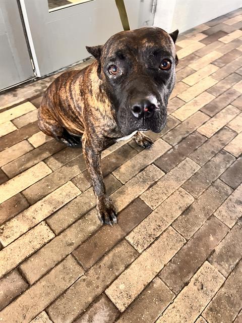 Shelter Stray Female Dog last seen Near BLOCK BIACAYNED BLVD, 3599 NW 79th Ave, Doral, FL 33122, USA