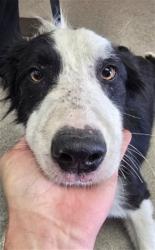 Shelter Stray Male Dog last seen SANTA ANA AND CHERRY, 333 Chandler Pl, San Bernardino, CA 92408, USA