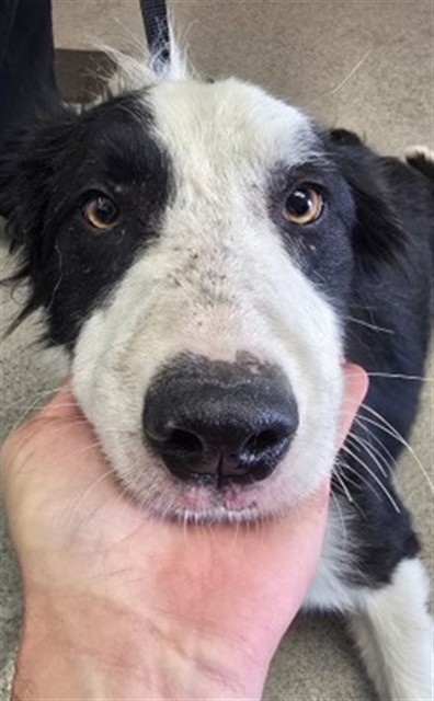 Shelter Stray Male Dog last seen SANTA ANA AND CHERRY, 333 Chandler Pl, San Bernardino, CA 92408, USA