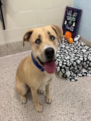 Shelter Stray Female Dog last seen E 162ND PL AND IVANHOE ST, 12155 Park Blvd, Brighton, CO 80601, USA