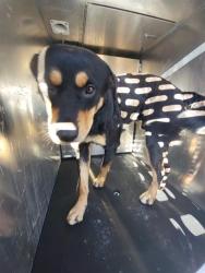 Shelter Stray Male Dog last seen Near BLOCK MICKLEJOHN, 4710 TX-151, San Antonio, TX 78227, USA