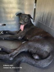 Shelter Stray Male Dog last seen , 4710 TX-151, San Antonio, TX 78227, USA