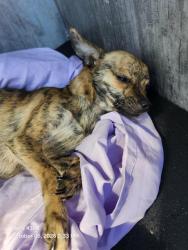 Shelter Stray Female Dog last seen Near BLOCK S NEW BRAUNFELS AVE APTO G2, 4710 TX-151, San Antonio, TX 78227, USA