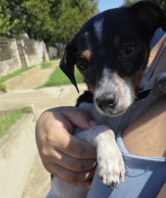 Shelter Stray Male Dog last seen Near BLOCK W HOUSTON ST, 4710 TX-151, San Antonio, TX 78227, USA