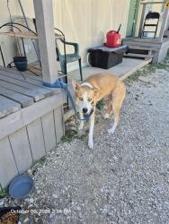 Shelter Stray Male Dog last seen KELSEY AVE, 4710 TX-151, San Antonio, TX 78227, USA
