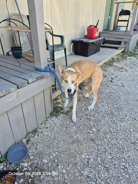 Shelter Stray Male Dog last seen KELSEY AVE, 4710 TX-151, San Antonio, TX 78227, USA