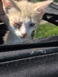 Shelter Stray Male Cat last seen Near BLOCK N ACME, 4710 TX-151, San Antonio, TX 78227, USA
