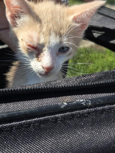 Shelter Stray Male Cat last seen Near BLOCK N ACME, 4710 TX-151, San Antonio, TX 78227, USA
