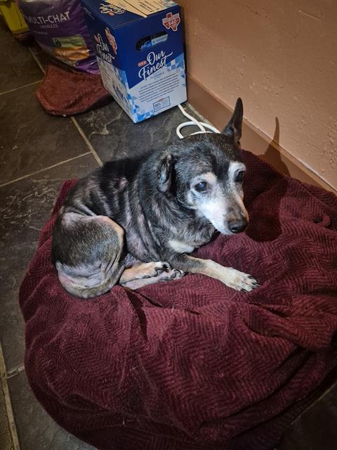 Shelter Stray Male Dog last seen SILVERSTAR DR, 4710 TX-151, San Antonio, TX 78227, USA