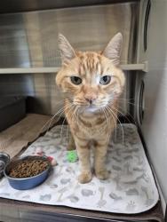 Shelter Stray Male Cat last seen ELK GROVE BLVD / WATERMAN RD, 9150 Union Park Way, Elk Grove, CA 95624, USA