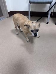 Shelter Stray Male Dog last seen ELK GROVE FLORIN RD / BOND RD, 9150 Union Park Way, Elk Grove, CA 95624, USA