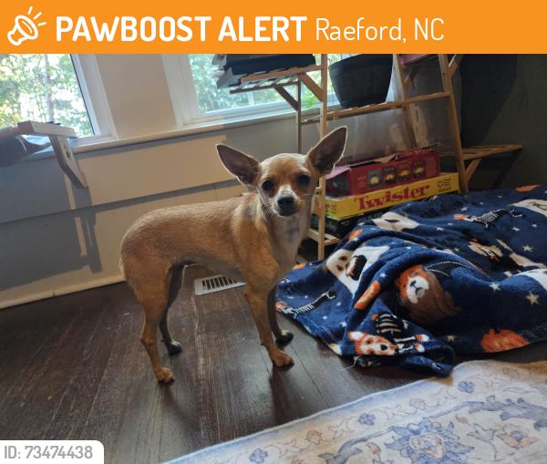 Found/Stray Female Dog last seen Rockfish and lockhaven, Raeford, NC 28376