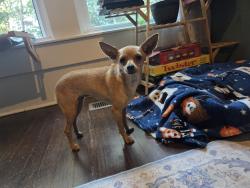 Found/Stray Female Dog last seen Rockfish and lockhaven, Raeford, NC 28376