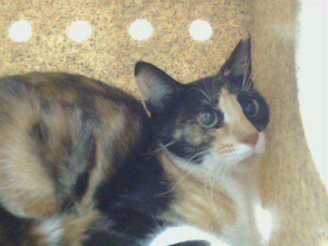 Shelter Stray Female Cat last seen HEMINGWAY DR AT KILMER CIR, 95828, 3839 Bradshaw Rd, Sacramento, CA 95827, USA