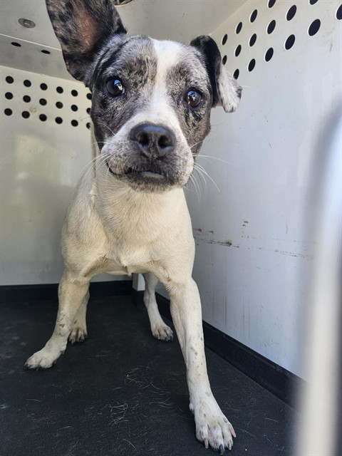 Shelter Stray Female Dog last seen Near BLK 28TH ST,BAKERSFIELD,CA, 201 S Mt Vernon Ave, Bakersfield, CA 93307, USA
