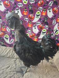 Shelter Stray Male Bird last seen , West Valley Animal Shelter, 20655 Plummer St, Chatsworth, CA 91311, USA