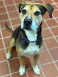 Shelter Stray Male Dog last seen , 29525 Agoura Rd, Agoura Hills, CA 91301, USA