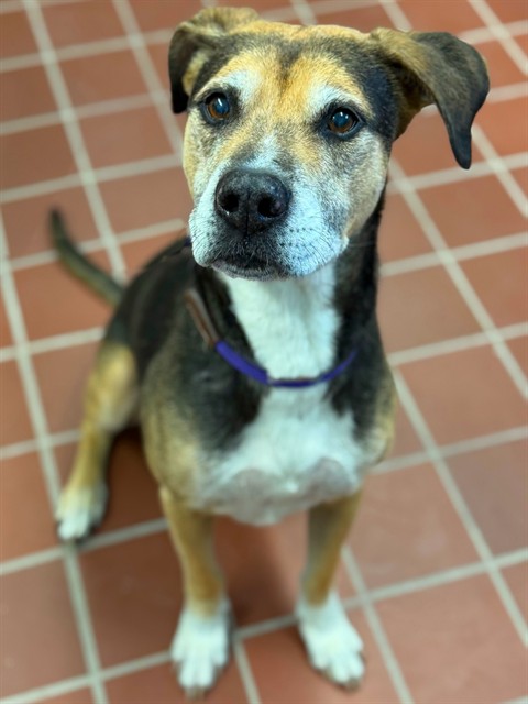 Shelter Stray Male Dog last seen , 29525 Agoura Rd, Agoura Hills, CA 91301, USA