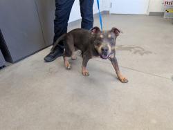Shelter Stray Female Dog last seen BROADWAY RD AND LINDSAY RD, 1920 S Lewis, Mesa, AZ 85210, USA