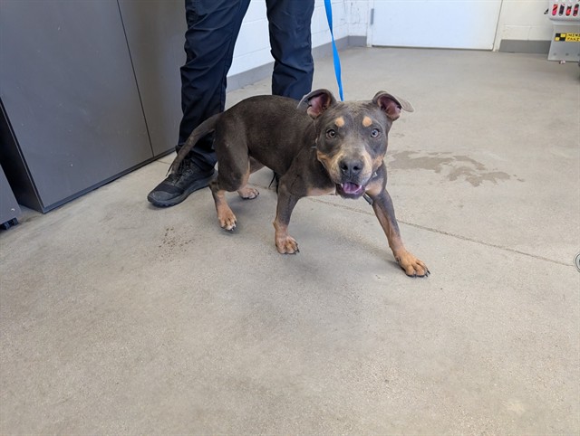 Shelter Stray Female Dog last seen BROADWAY RD AND LINDSAY RD, 1920 S Lewis, Mesa, AZ 85210, USA