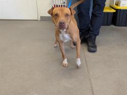 Shelter Stray Male Dog last seen BROADWAY RD AND LINDSAY RD, 1920 S Lewis, Mesa, AZ 85210, USA