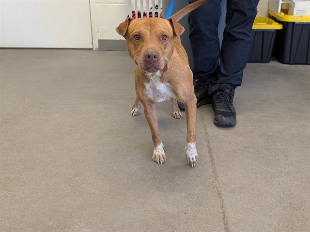 Shelter Stray Male Dog last seen BROADWAY RD AND LINDSAY RD, 1920 S Lewis, Mesa, AZ 85210, USA