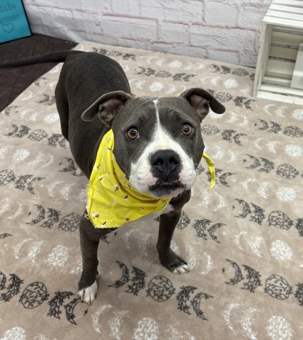 Shelter Stray Female Dog last seen Near BLOCK E SAVANNAH ST, DETROIT MI 48203, 1431 E Ferry St, Detroit, MI 48211, USA