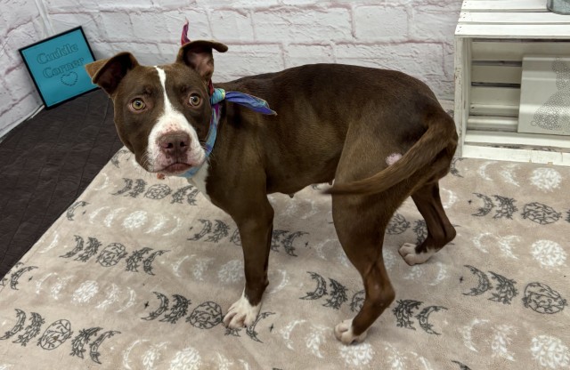 Shelter Stray Female Dog last seen Near BLOCK VAN DYKE ST, DETROIT MI 48234, 1431 E Ferry St, Detroit, MI 48211, USA