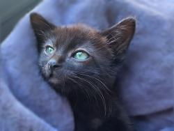Shelter Stray Male Cat last seen Near BLOCK W VILLAGE MAIN DR, WEST VALLEY CITY UT 84119, 4522 W 3500 S, West Valley City, UT 84120, USA