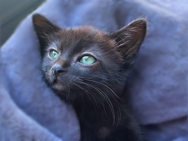 Shelter Stray Male Cat last seen Near BLOCK W VILLAGE MAIN DR, WEST VALLEY CITY UT 84119, 4522 W 3500 S, West Valley City, UT 84120, USA