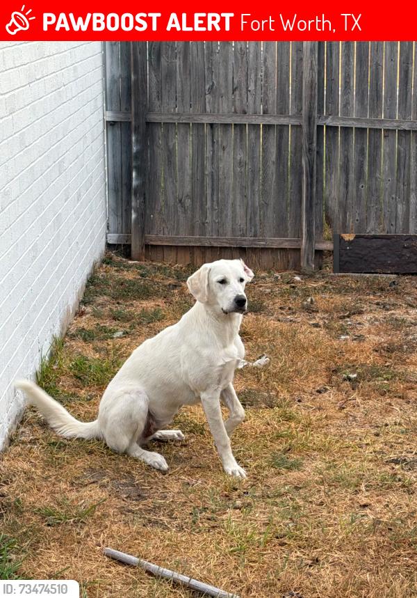 Lost Female Dog last seen Near peppertree ln, Fort Worth, TX 76108