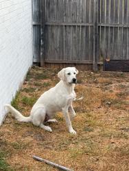 Lost Female Dog last seen Near peppertree ln, Fort Worth, TX 76108
