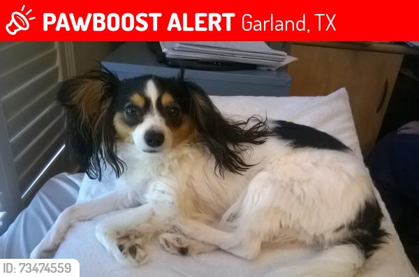 Lost Female Dog last seen Murphy Rd and Campbell. Garland TX, Garland, TX 75044