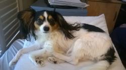 Lost Female Dog last seen Murphy Rd and Campbell. Garland TX, Garland, TX 75044