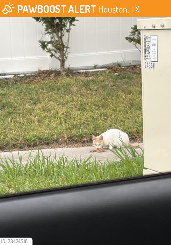 Found/Stray Unknown Cat last seen On Wickersham Ln behind The Learning Experince daycare, Houston, TX 77077